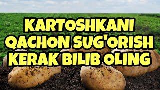 #kartoshka QACHON SUG'ORILADI BILIP OLING #agro #issiqxona #dehqonchilik