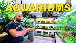 HUGE Fish Room Tour!! 50x Tanks - 1000's of Fish | June 2025