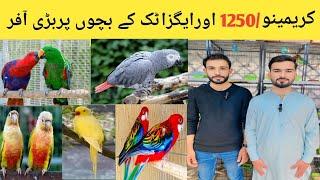 High Quality Birds For All New Fanciers || Ramzan Offers & Deals || Islamabad Pets