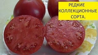 Томат Говядина с куста. №322. Редкий коллекционный сорт. Как выглядит рассада и спелые плоды.