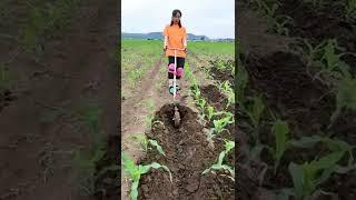 New creative agriculture ideas with homemade tools️#shorts #farming #agriculture #trending#viral