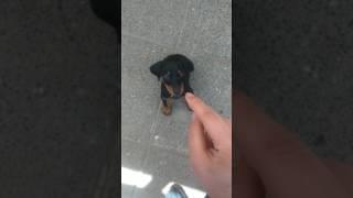 Mi cachorro doberman de 1 mes con 2 semanas de vida es obediente