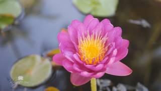 Nymphaea 'Nareeratana' HxT ISG Water Lily Thailand