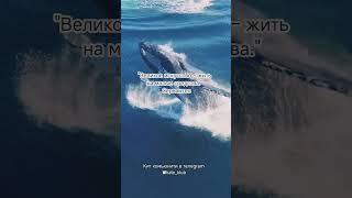 #whale #кит #кити