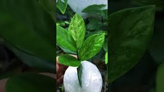 ИЗ ЛИСТА ЗАМИОКУЛЬКАСА ВЫРОСЛА ЦВЕТНАЯ ВЕТКА  #plants #shorts