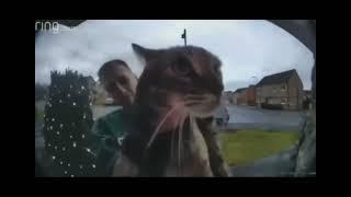 guy holds cat up to doorbell camera cat proceeds to say mggaow