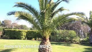 Phoenix canariensis. Garden Center online Costa Brava - Girona.