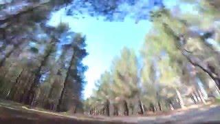 Tree Running - FPV HasteRC nTrepid