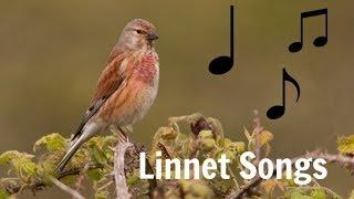 LINNET SONGS MP3