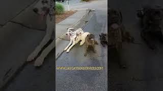 Www.jaycaydogservices.com