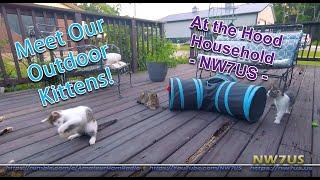 Meet the Hood Outdoor Kittens (2025-06-19)