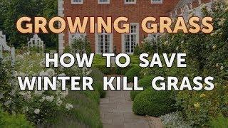 How to Save Winter Kill Grass
