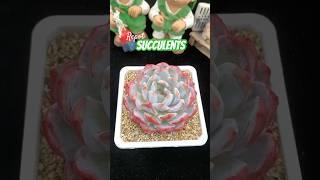 Succulent Plants for Beginners: Essential Care Secrets You NEED to Know