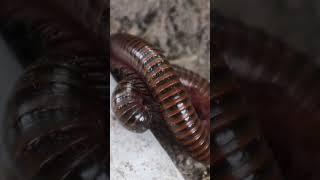 The Marvelous World of Millipedes!