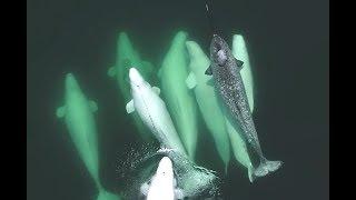 Lonely Narwhal Gets Adopted By Whales