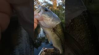 Style points #shorts #fishing #bassfishing #fish #bass #fishinglife #lakelife #omniafishing #fun #1k
