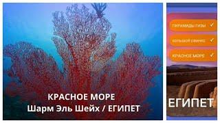 New! Wow Египет Красное море 12-20 Lvl Ответы