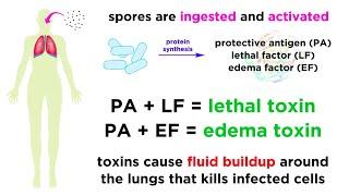 Anthrax: Bacillus anthracis