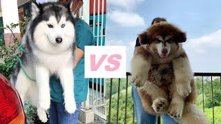 Siberian Husky VS Alaskan Malamute - Here is what you should know!