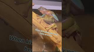 kiwi wears berry as a hat