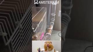 Cute hamster | Funny hamsters #11 #funnypets