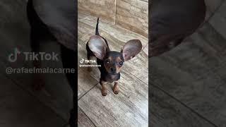 Chihuahua orejon #memexd #shorts