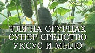 ТЛЯ НА ОГУРЦАХ СУПЕР СРЕДСТВО УКСУС И МЫЛО.