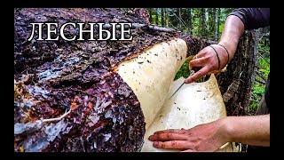 7 ПРОСТЫХ СОВЕТОВ ДЛЯ ЛЕСА | 7 BUSHCRAFT TIPS