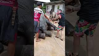 Phuket Island Elephant Sanctuary part 12