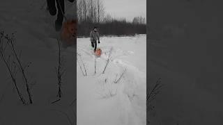 Пробежка в заснеженном поле с собакой #спорт #бег #shorts #tiktok