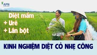 APN - KINH NGHIỆM DIỆT CỎ NHẸ CÔNG - DIỆT MẦM + URE + LÂN BỘT - QUẢN LÝ CỎ DẠI KỲ 6