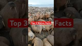 Walruses are Incredible! #animalfacts #animals #walrus
