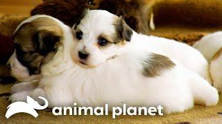 The Cutest Puppy Moments | Too Cute! | Animal Planet