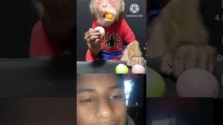 reaction monkey wait for end//#shorts #viral #ytshorts #reality