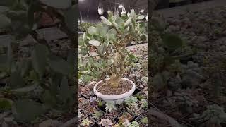 CRASSULA SILVER DOLLAR ARBORESCENS ДЕНЕЖНОЕ ДЕРЕВО ТОЛСТЯНКА РЕДКАЯ КРАССУЛА