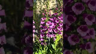 Can you name the flowers?