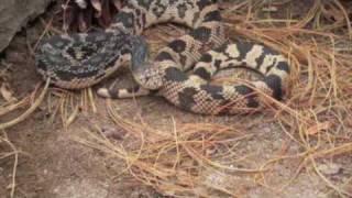 Northern Pinesnake - Defensive Behavior