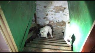 There's a dog chained up in my basement - Stray Rescue of St.Louis