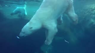 Playful Polar Bear Sisters Dive For Fish