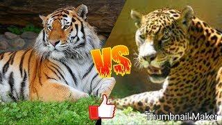 Тигр против ягуара. Tiger against jaguar. Животные. Батл животных.