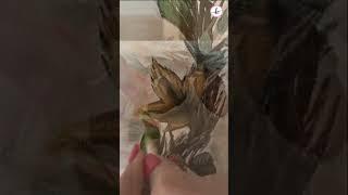 Learn to paint this beautiful Fall Wreath! #beginnerpainter #art #fallpainting #pumpkinpainting