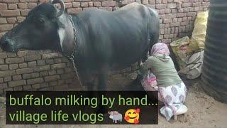 buffalo milking by hand...village life vlogs | हाथों से भैंस का दूध निकालना #vlog #rudhikraghavvlogs