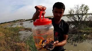 WOOW So Lucky Day! Found Batta, Galaxy, Goldfish, Haflmoon Betta Fish, Orenda Red Cap in Rice Field