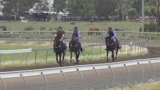 Shamus Award Colt 02