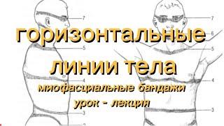 горизонтальные линии тела. фасциальные бандажи, гле привычки встречаются с формой тела