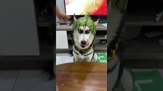 Funniest Dogs & Cats Videos #154 | Videos for Animal Lovers