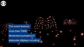 WEB EXTRA: Made Of Pumpkins
