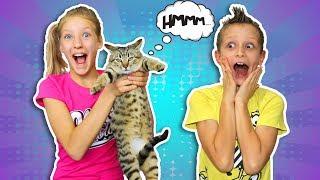 We spent $1000 on Cat Toys!!!