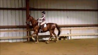 The Five-Gaited Saddlebred's Gaits