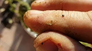 Харв осеннего фотика Rainbows BSF Seeds 100 дней от Мария Любит Хуана #bsfseeds#rainbowsbsf#weed